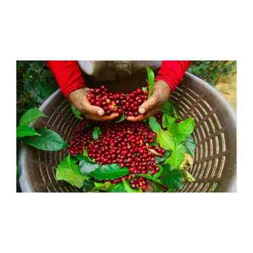 Кофе Коста Рика арабика в зернах 100 гр арт. 101724699656