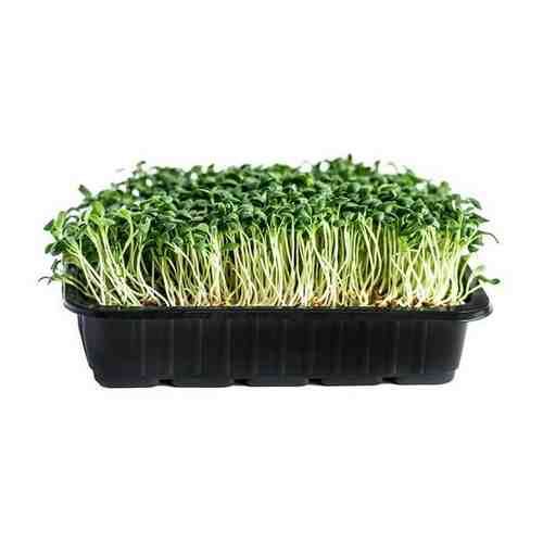 Клевер красный семена для проращивания микрозелени, 100г арт. 101392601290