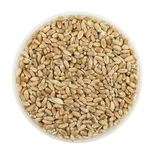 Пшеница, 1 кг арт. 101744451888