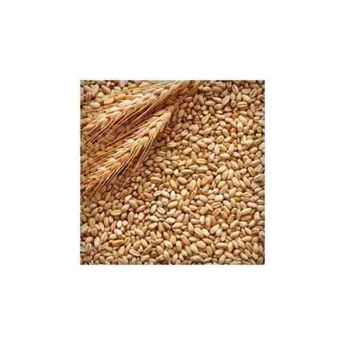 Пшеница (для проращивания)10 кг, Россия. арт. 101651093802